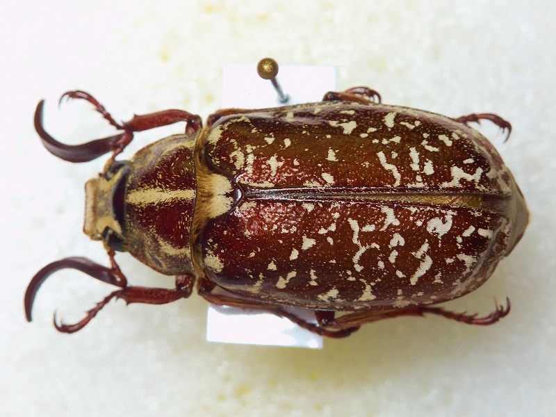 Scarabaeidae Latreille, 1802